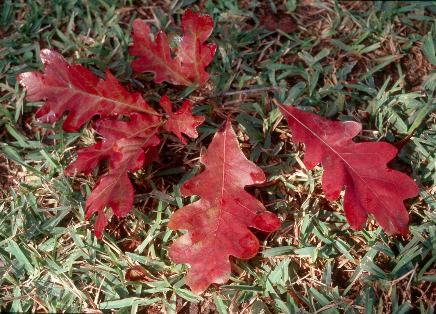 Red leaves lying on the ground.